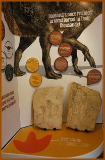 Museum display - Dinosaur footprint