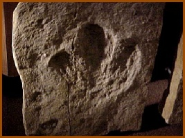 Museum display - Dinosaur footprint